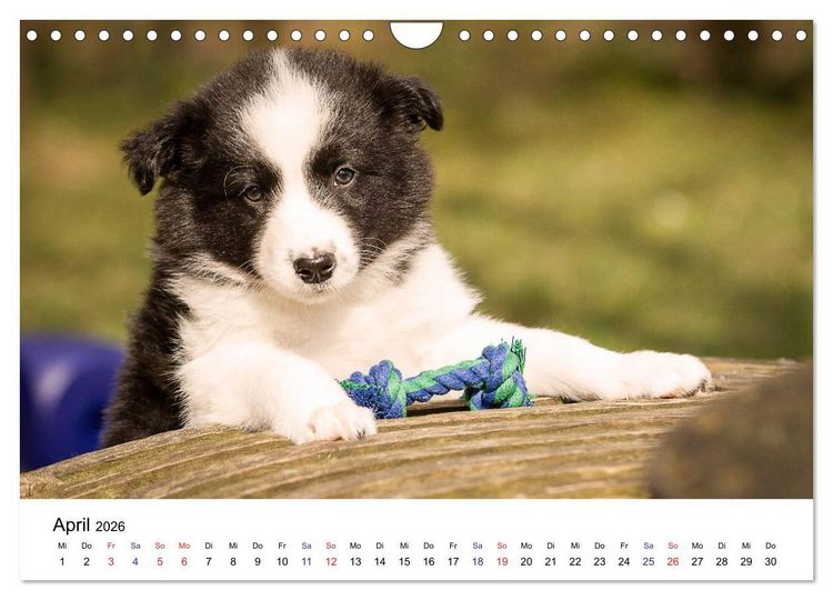 Produktbild: Pfotastische Border Collie Welpen (Wandkalender 2026 DIN A4 quer), CALVENDO Monatskalender