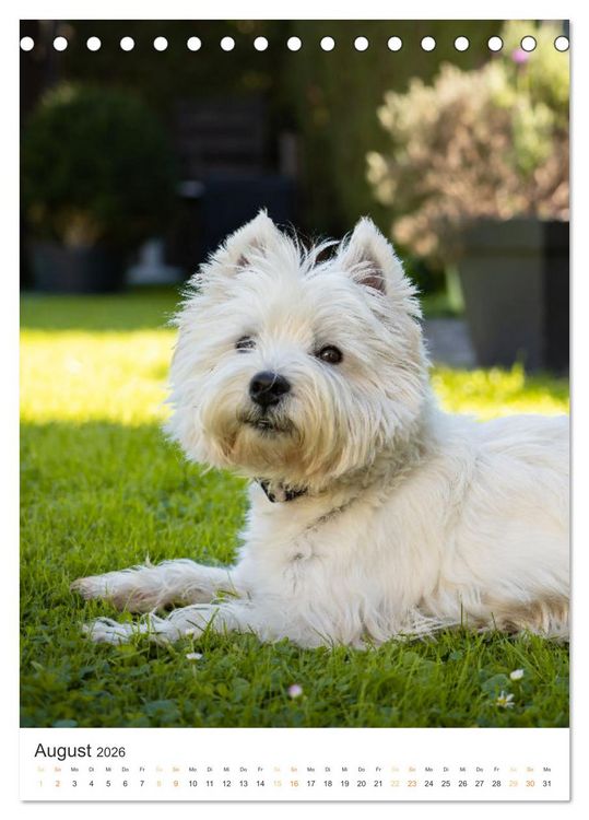 Produktbild: Der Westie - Portrait eines West Highland White Terriers (Tischkalender 2026 DIN A5 hoch), CALVENDO Monatskalender