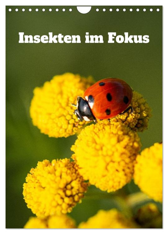 Produktbild: Insekten im Fokus (Wandkalender 2026 DIN A4 hoch), CALVENDO Monatskalender