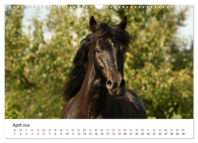 Produktbild: Pferde - im Galopp durch's Jahr 2026 (Wandkalender 2026 DIN A3 quer), CALVENDO Monatskalender