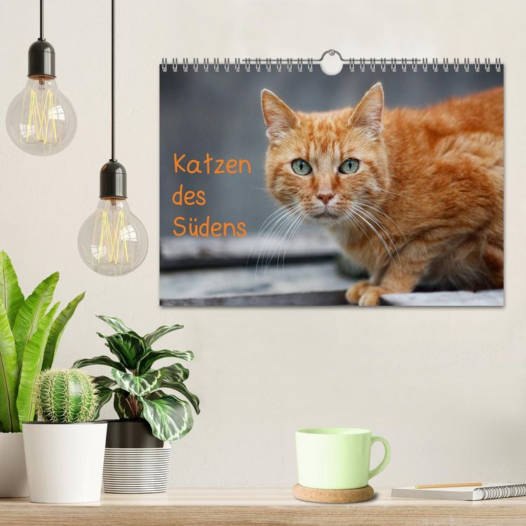 Produktbild: Katzen des S&uuml;dens (Wandkalender 2026 DIN A4 quer), CALVENDO Monatskalender