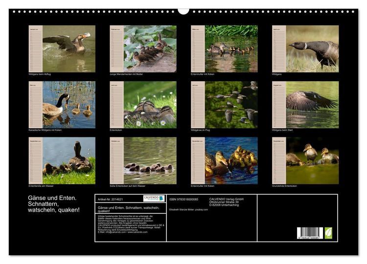 Produktbild: G&auml;nse und Enten. Schnattern, watscheln, quaken! (Wandkalender 2026 DIN A2 quer), CALVENDO Monatskalender