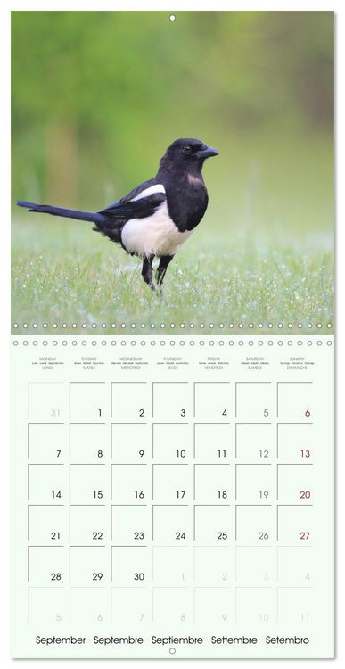 Produktbild: La parade des plumes (Calendrier mural carr&eacute; 2026 30x30 cm) Calendrier double avec une page pour vos prises de notes