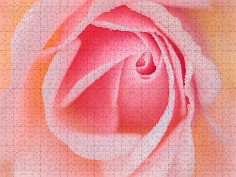 Produktbild: CALVENDO Puzzle Rose im Morgentau | 1000 Teile Lege-Gr&ouml;&szlig;e 64x48cm Foto-Puzzle f&uuml;r gl&uuml;ckliche Stunden
