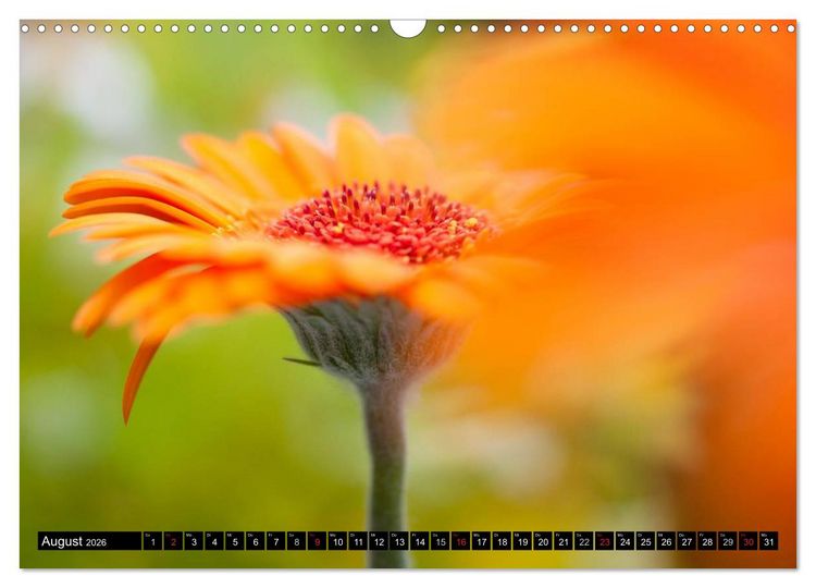 Produktbild: BLUMEN Zauber der Farben und Formen (Wandkalender 2026 DIN A3 quer), CALVENDO Monatskalender