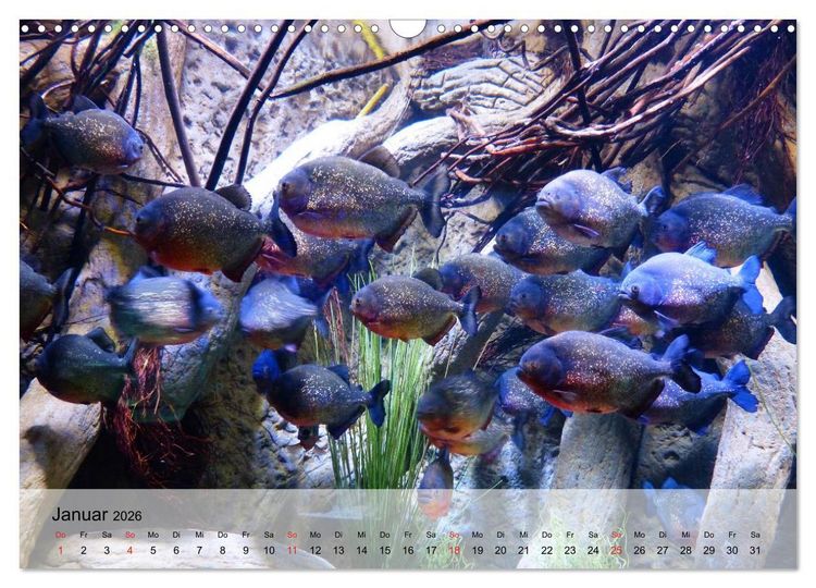 Produktbild: Knallbunte Wasserwelt. Die Welt der Fische (Wandkalender 2026 DIN A3 quer), CALVENDO Monatskalender