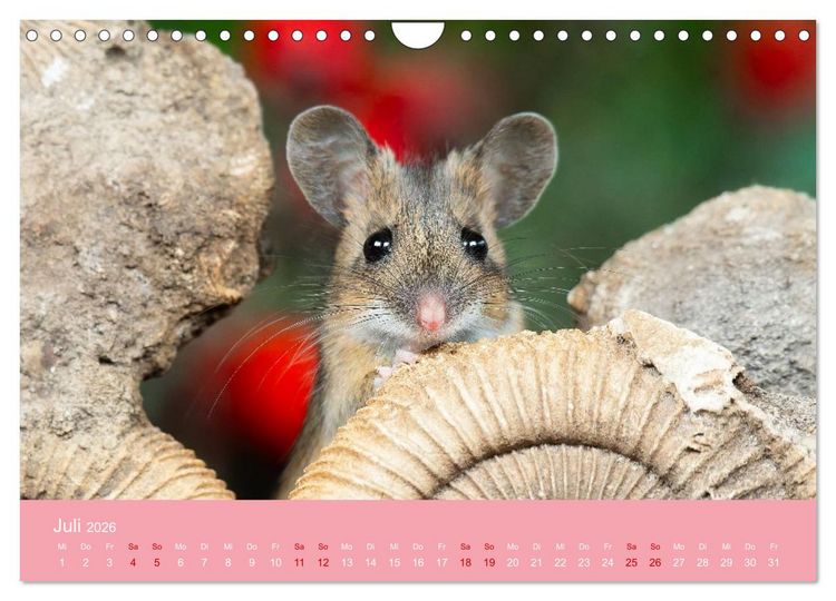 Produktbild: Eulen und M&auml;use (Wandkalender 2026 DIN A4 quer), CALVENDO Monatskalender