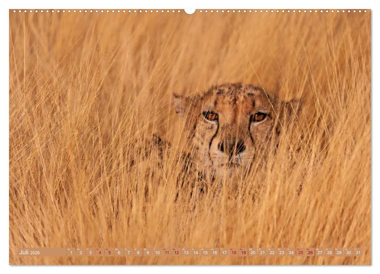 Produktbild: Afrikas Tierwelt - Geparde (Wandkalender 2026 DIN A2 quer), CALVENDO Monatskalender