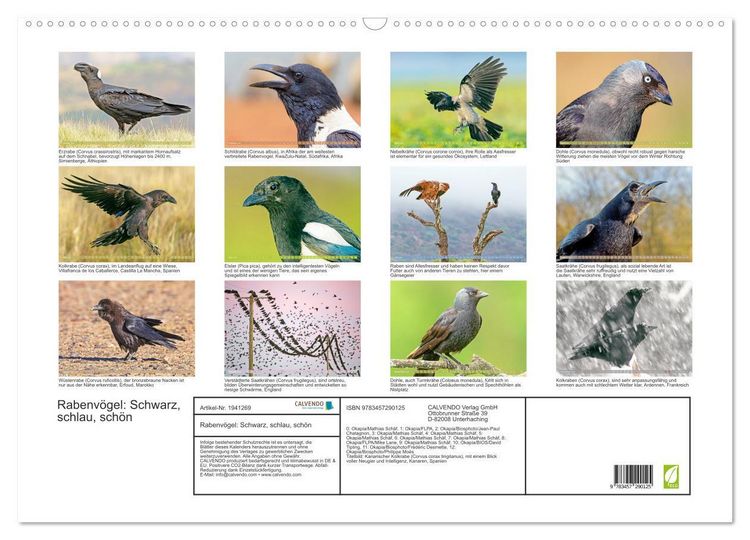 Produktbild: Rabenv&ouml;gel: Schwarz, schlau, sch&ouml;n (Wandkalender 2026 DIN A2 quer), CALVENDO Monatskalender