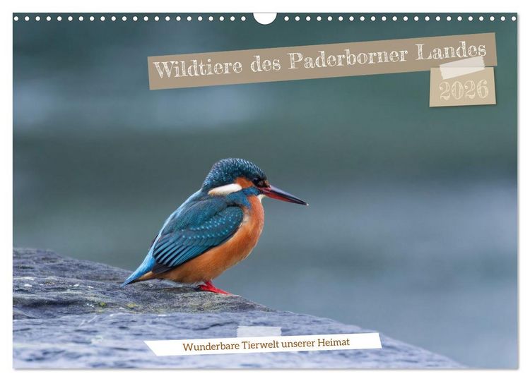 Produktbild: Wildtiere des Paderborner Landes (Wandkalender 2026 DIN A3 quer), CALVENDO Monatskalender