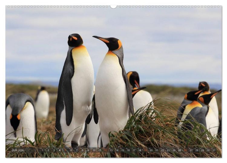 Produktbild: Pinguine in Patagonien (hochwertiger Premium Wandkalender 2026 DIN A2 quer), Kunstdruck in Hochglanz