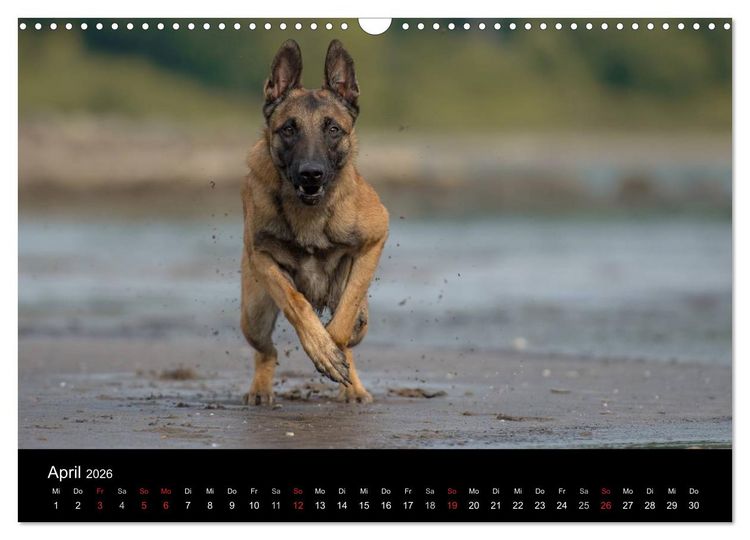 Produktbild: Belgischer Sch&auml;ferhund - Der Malinois in Action (Wandkalender 2026 DIN A3 quer), CALVENDO Monatskalender