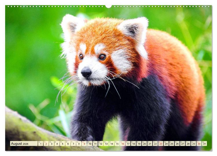 Produktbild: Roter Panda. Die superknuddeligen Katzenb&auml;ren (hochwertiger Premium Wandkalender 2026 DIN A2 quer), Kunstdruck in Hochglanz