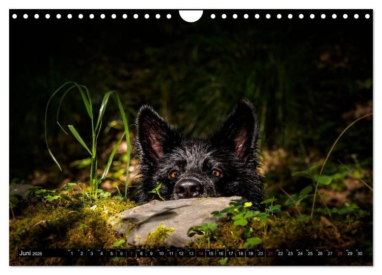 Produktbild: Schwarz ist sch&ouml;n! Der lackschwarze altdeutsche Sch&auml;ferhund (Wandkalender 2026 DIN A4 quer), CALVENDO Monatskalender