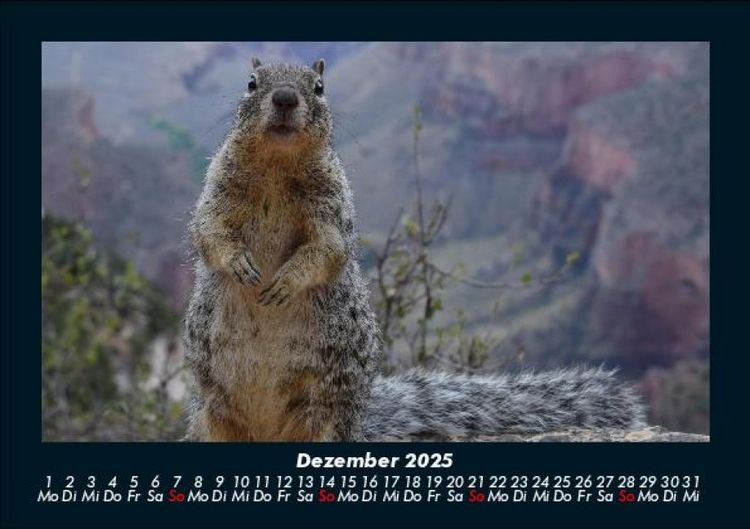 Produktbild: Der Tierkalender 2025 Fotokalender DIN A5