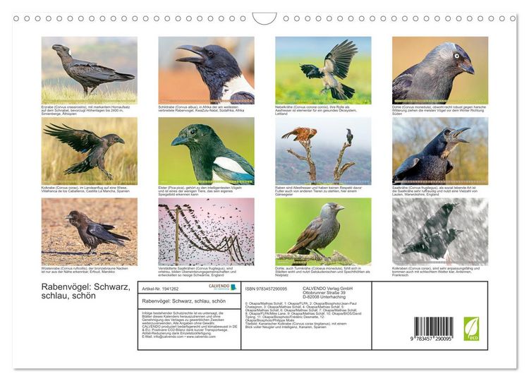 Produktbild: Rabenv&ouml;gel: Schwarz, schlau, sch&ouml;n (Wandkalender 2026 DIN A3 quer), CALVENDO Monatskalender