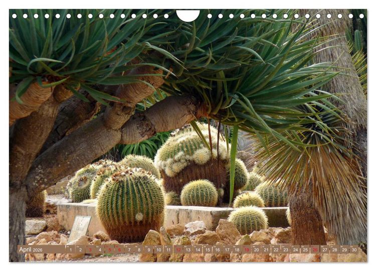 Produktbild: BOTANICACTUS Mallorcas Kakteengarten (Wandkalender 2026 DIN A4 quer), CALVENDO Monatskalender