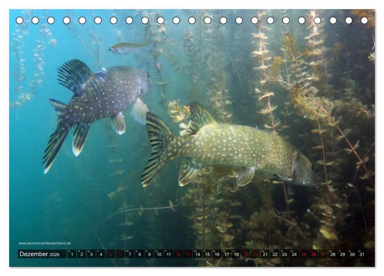 Produktbild: Tauchrevier Deutschland - Der Hecht (Esox lucius) (Tischkalender 2026 DIN A5 quer), CALVENDO Monatskalender