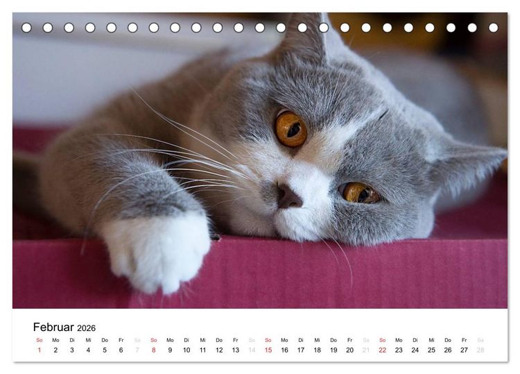 Produktbild: Briten B&auml;rchen &ndash; Britsch Kurzhaar 2026 (Tischkalender 2026 DIN A5 quer), CALVENDO Monatskalender