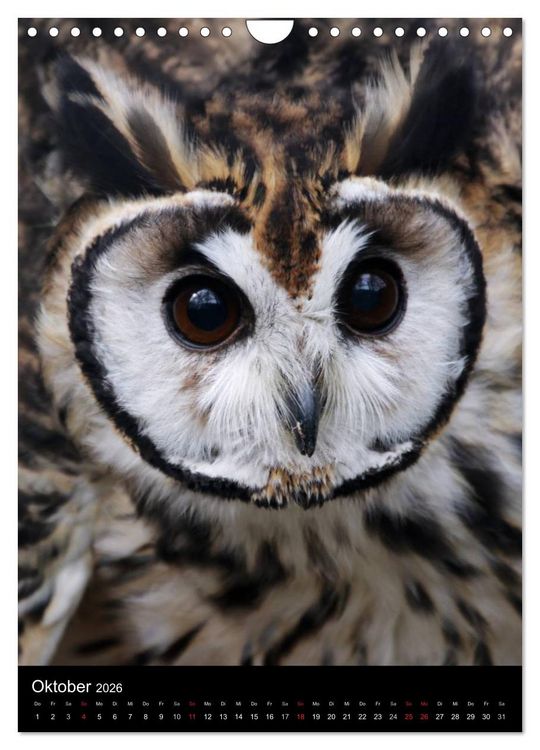 Produktbild: Greifv&ouml;gel im Portrait (Wandkalender 2026 DIN A4 hoch), CALVENDO Monatskalender