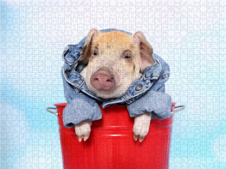 Produktbild: CALVENDO Puzzle Turopolje Ferkel / Turopolje Piglet 1000 Teile Lege-Gr&ouml;&szlig;e 64 x 48 cm Foto-Puzzle Bild von Jeanette Hutfluss
