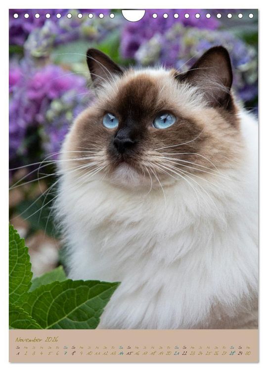 Produktbild: Pl&uuml;schige Katzen im Garten (Wandkalender 2026 DIN A4 hoch), CALVENDO Monatskalender