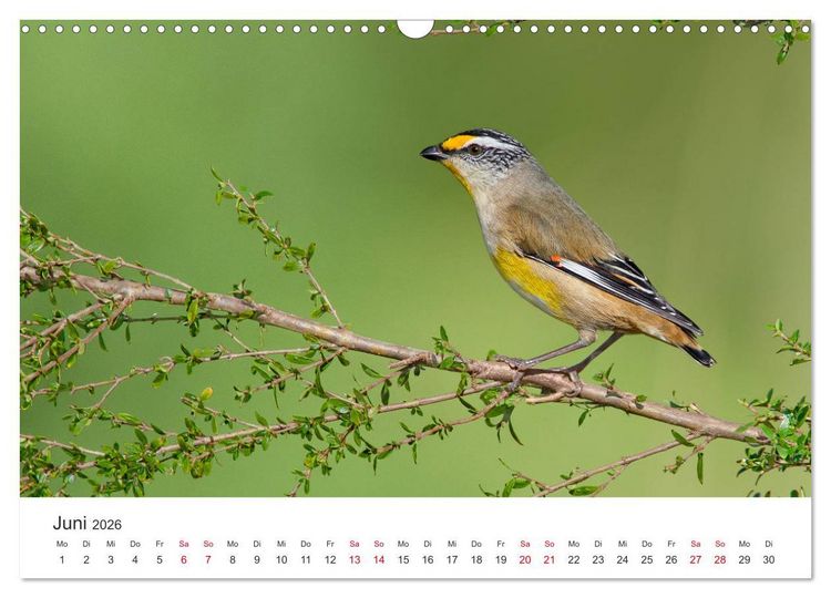 Produktbild: Singv&ouml;gel aus Australien (Wandkalender 2026 DIN A3 quer), CALVENDO Monatskalender