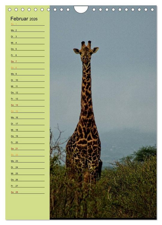 Produktbild: Giraffen. Voller Stolz und Grazie (Wandkalender 2026 DIN A4 hoch), CALVENDO Monatskalender