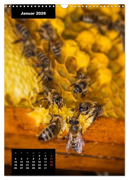 Produktbild: Bienen in ihrem geheimen Reich (Wandkalender 2026 DIN A3 hoch), CALVENDO Monatskalender