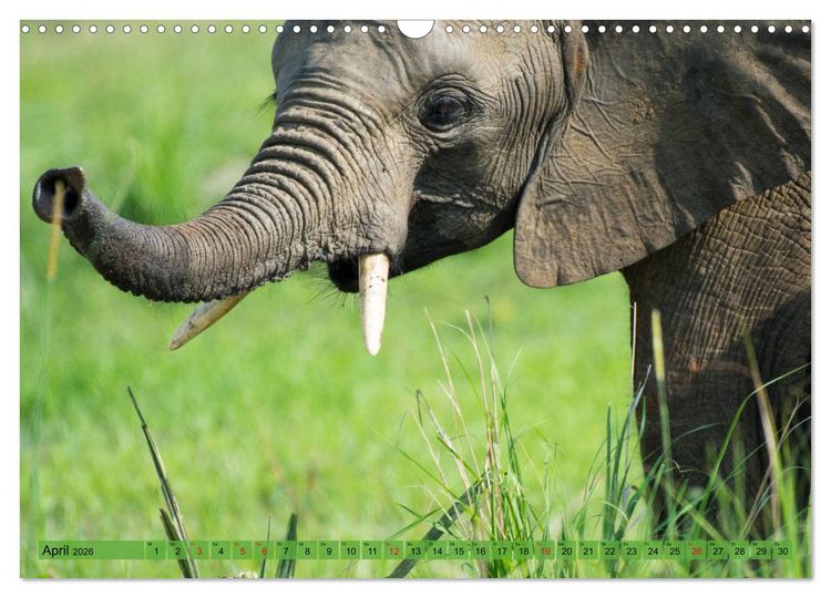 Produktbild: Elefanten - Sanfte Riesen Afrikas (Wandkalender 2026 DIN A3 quer), CALVENDO Monatskalender