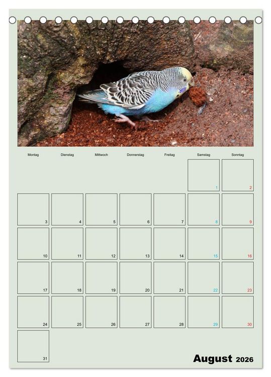 Produktbild: Wellensittiche Terminplaner (Tischkalender 2026 DIN A5 hoch), CALVENDO Monatskalender