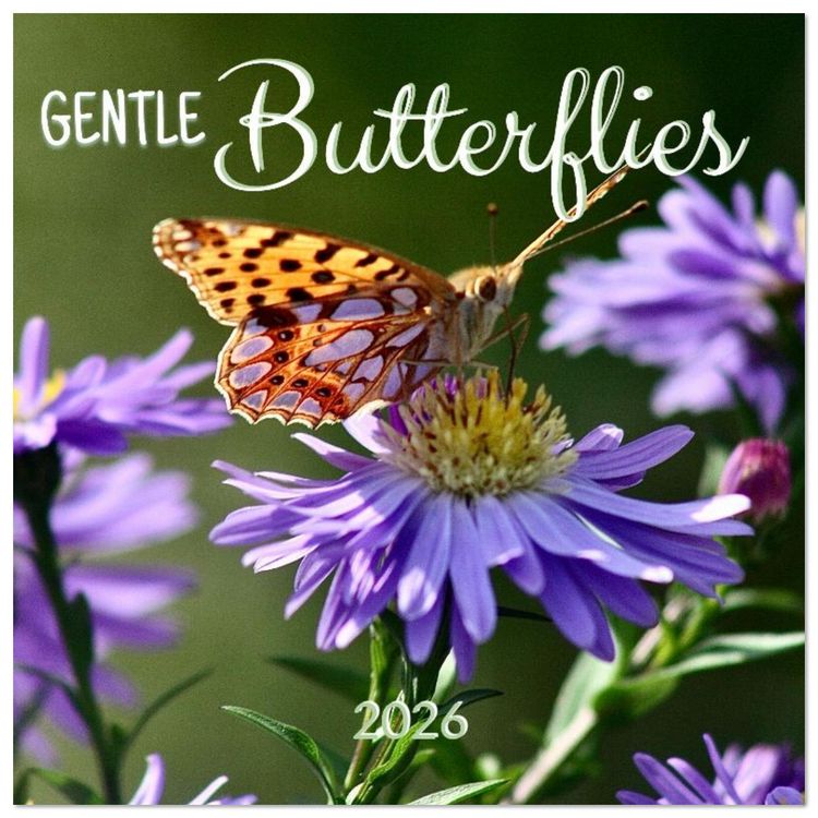 Produktbild: Gentle butterflies (Wall Calendar 2026 12 &times; 12 Inch) CALVENDO 12 Month Wall Calendar