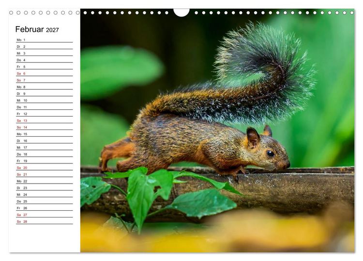 Produktbild: Costa Rica &ndash; Tierparadies im Regenwald (Wandkalender 2027 DIN A3 quer), CALVENDO Monatskalender