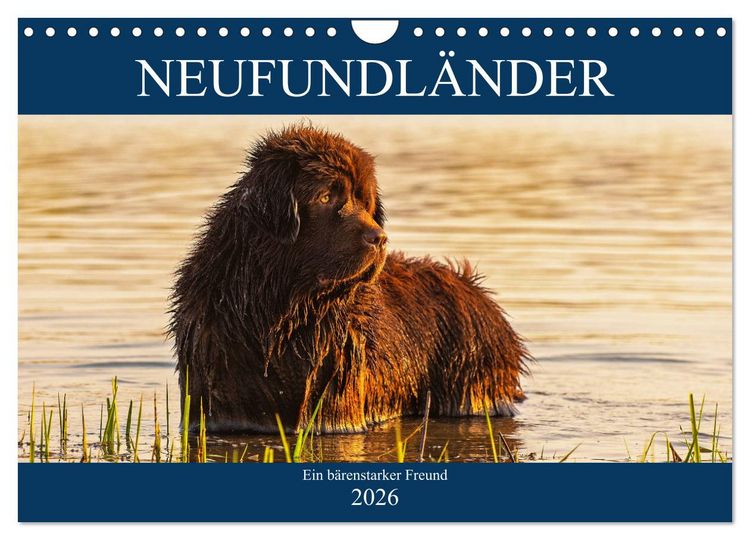 Produktbild: Neufundl&auml;nder - Ein b&auml;renstarker Freund (Wandkalender 2026 DIN A4 quer), CALVENDO Monatskalender
