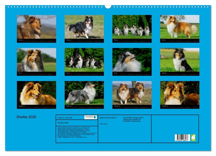 Produktbild: Sheltie 2026 (Wandkalender 2026 DIN A2 quer), CALVENDO Monatskalender