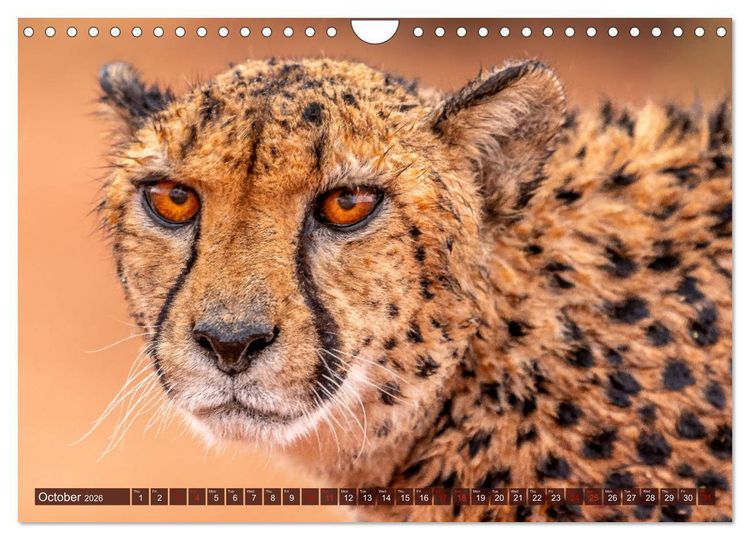Produktbild: Amazing Cheetahs (Wall Calendar 2026 DIN A4 landscape), CALVENDO 12 Month Wall Calendar