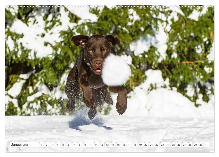 Produktbild: Freund auf 4 Pfoten - Labrador Retriever (Wandkalender 2026 DIN A2 quer), CALVENDO Monatskalender