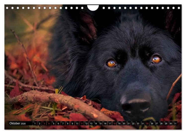 Produktbild: Schwarz ist sch&ouml;n! Der lackschwarze altdeutsche Sch&auml;ferhund (Wandkalender 2026 DIN A4 quer), CALVENDO Monatskalender