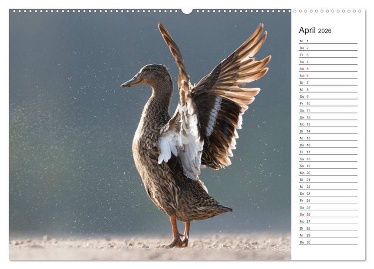 Produktbild: Emotionale Momente: Die Stockente. (hochwertiger Premium Wandkalender 2026 DIN A2 quer), Kunstdruck in Hochglanz