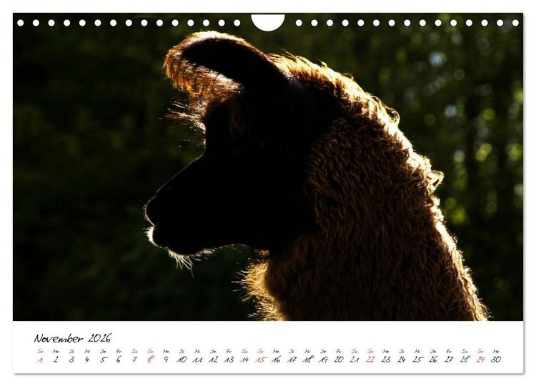 Produktbild: DIE LAMAS VON DER LAHN (Wandkalender 2026 DIN A4 quer), CALVENDO Monatskalender