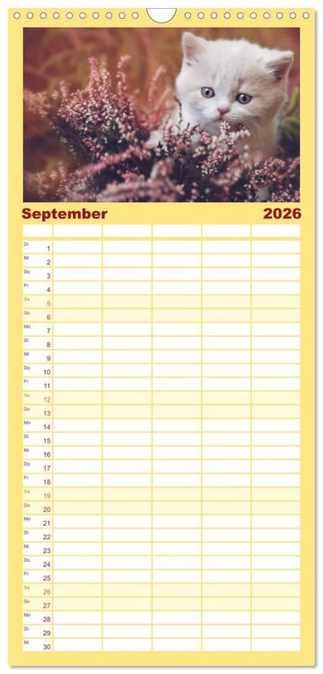 Produktbild: Familienplaner 2026 - Niedliche BKH Katzenkinder mit 5 Spalten (Wandkalender, 21 x 45 cm) CALVENDO