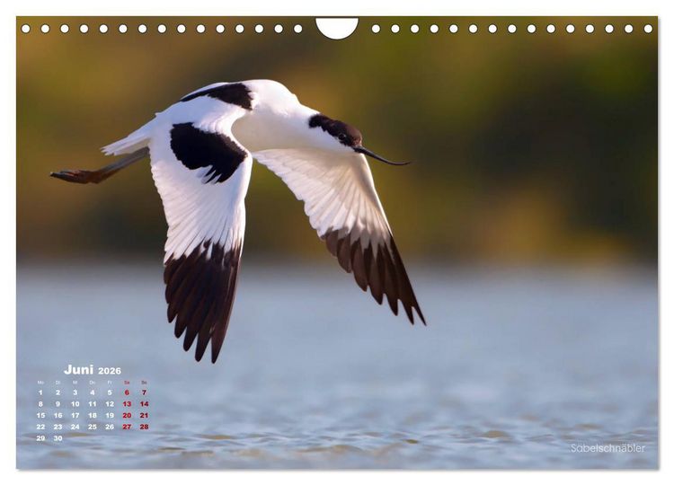 Produktbild: Wattv&ouml;gel an der Friesischen IJsselmeerk&uuml;ste (Wandkalender 2026 DIN A4 quer), CALVENDO Monatskalender