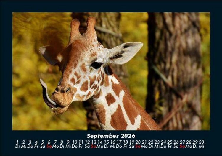 Produktbild: Giraffen 2026 Fotokalender DIN A5