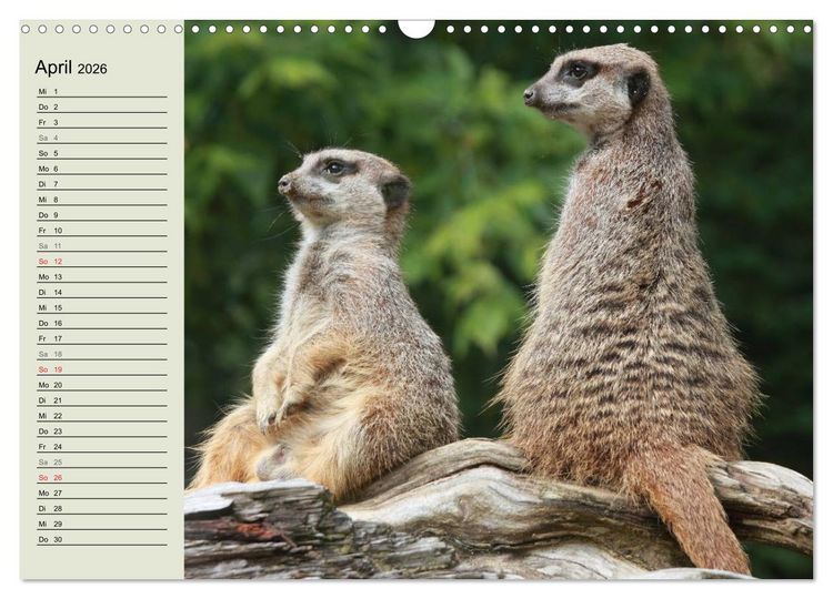 Produktbild: Erdm&auml;nnchen (Wandkalender 2026 DIN A3 quer), CALVENDO Monatskalender