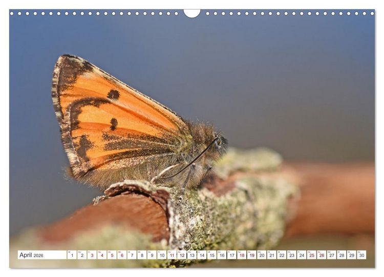 Produktbild: Nachtfalter - heimlich unterwegs, aber unheimlich sch&ouml;n (Wandkalender 2026 DIN A3 quer), CALVENDO Monatskalender