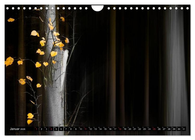 Produktbild: Zauberhafter Sachsenwald (Wandkalender 2026 DIN A4 quer), CALVENDO Monatskalender