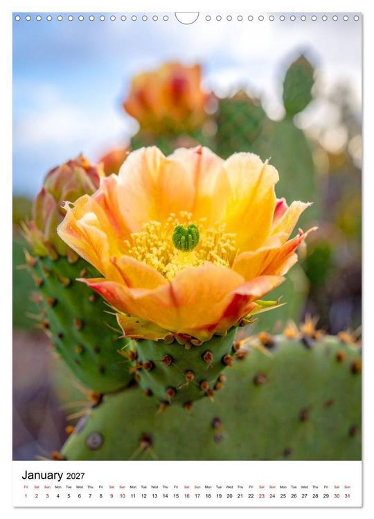 Produktbild: Beautiful Spiky Balls (Wall Calendar 2027 DIN A3 portrait), CALVENDO 12 Month Wall Calendar