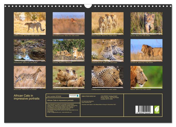 Produktbild: African Cats in impressive portraits (Wall Calendar 2026 DIN A3 landscape), CALVENDO 12 Month Wall Calendar