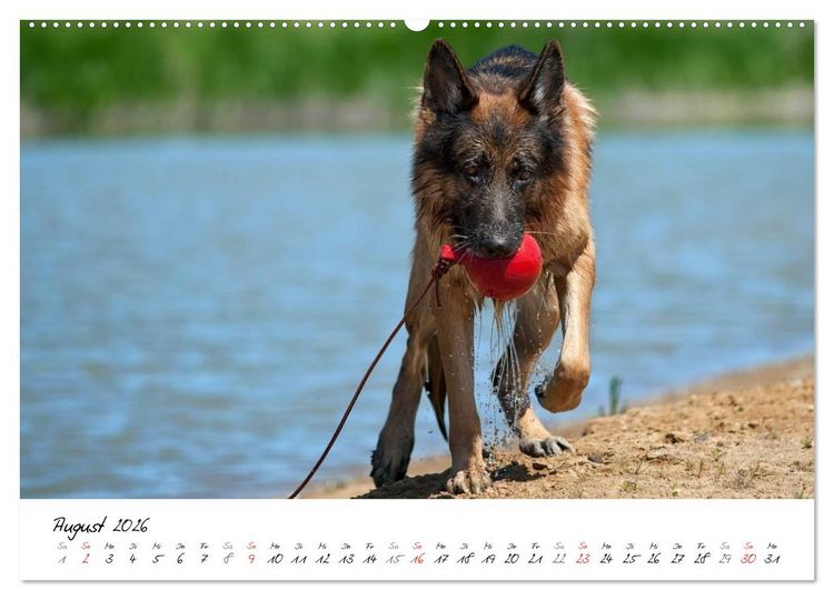 Produktbild: Deutsche Sch&auml;ferhunde - Traumhunde (hochwertiger Premium Wandkalender 2026 DIN A2 quer), Kunstdruck in Hochglanz