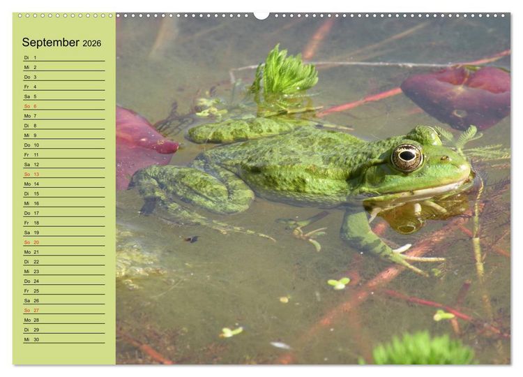Produktbild: Frosch m&uuml;sste man sein! (hochwertiger Premium Wandkalender 2026 DIN A2 quer), Kunstdruck in Hochglanz